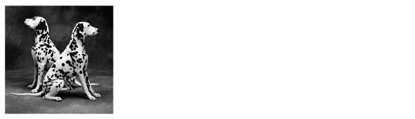 Logo Kent Marshall Photography
