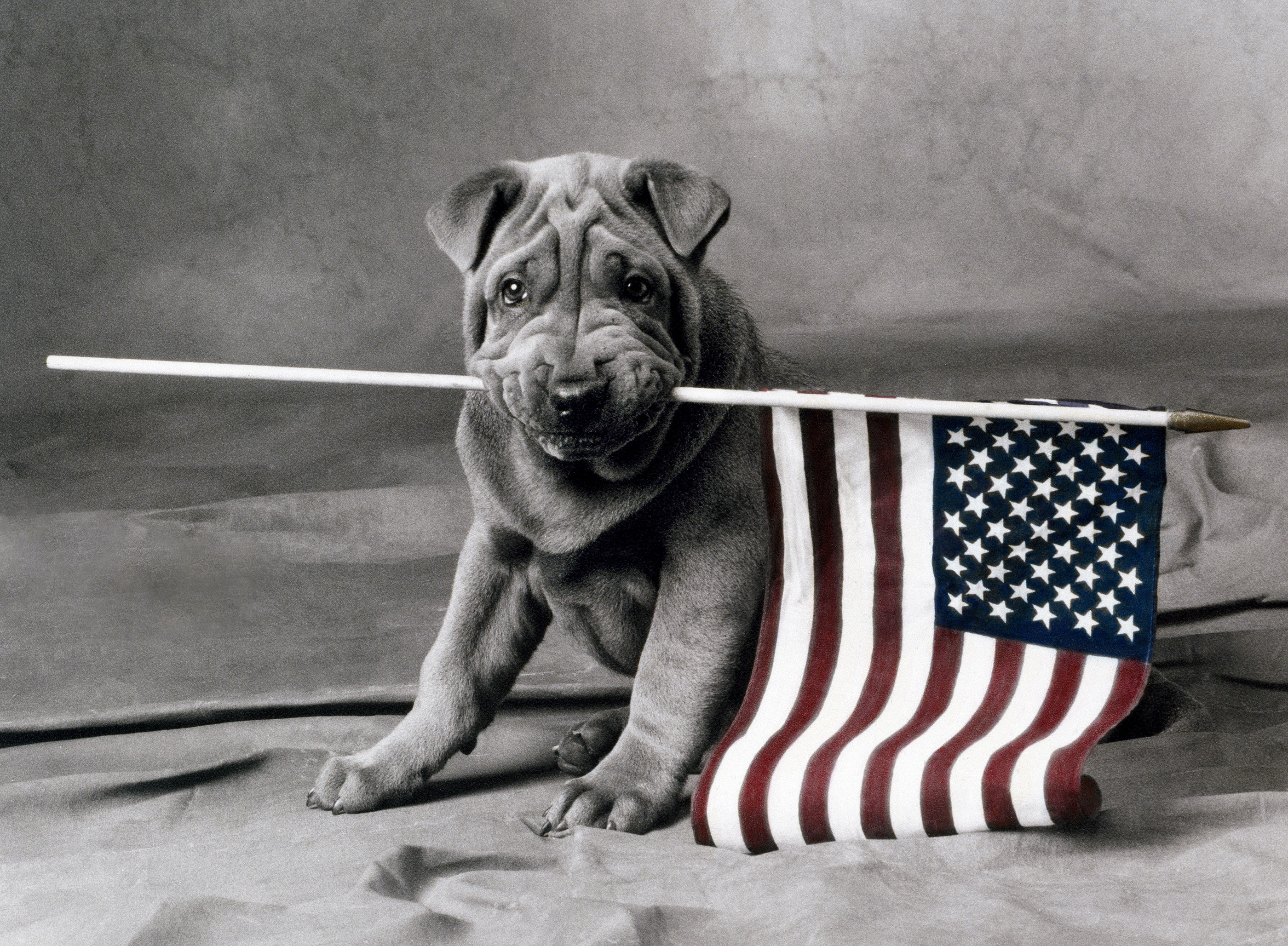 Puppy with Flag
