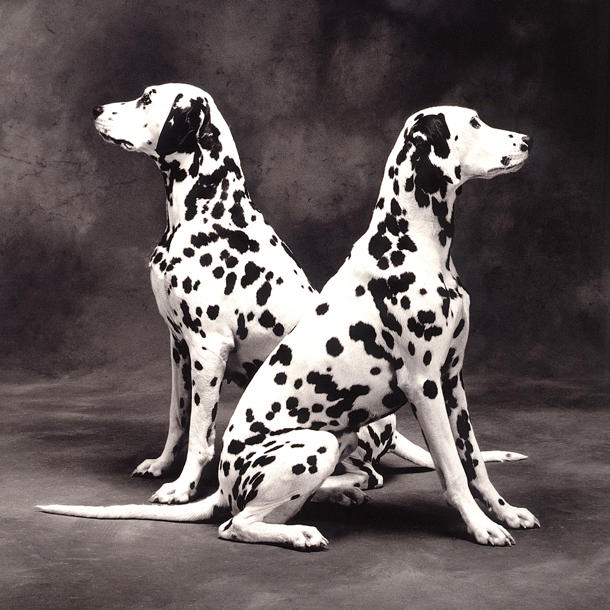 Two Dalmations: Bridget and Dotty